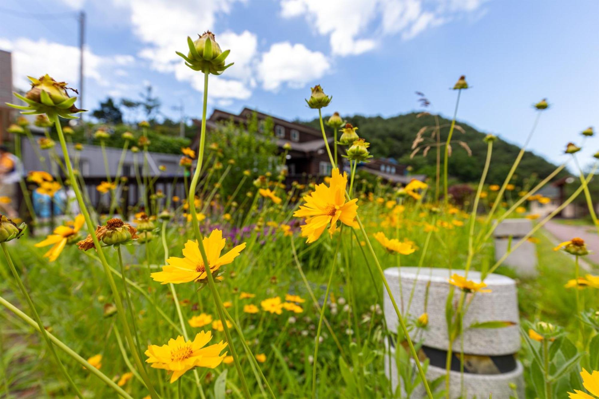 Gangneung Yasaenghwa Maeul 호텔 외부 사진